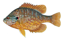 Sunfish